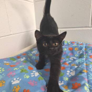 Isis -  Domestic Short Hair Cat for Adoption in Albert Lea, Minnesota - Isis | PetCurious
