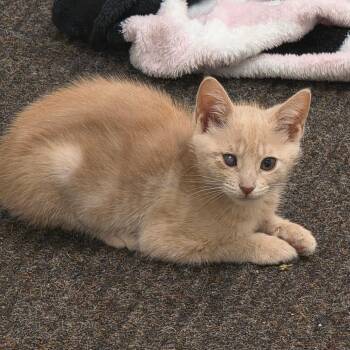 Nala -  Domestic Short Hair Cat for Adoption in Newport News, Virginia - Nala | PetCurious