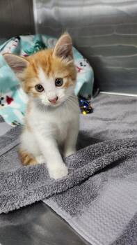 Tajin -  Domestic Short Hair Cat for Adoption in Hobart, Indiana - Tajin | PetCurious