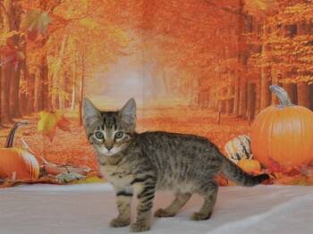 Rescue Domestic Short Hair Cats for Adoption in Oroville, California - DAISY | PetCurious