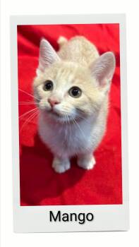 Mango -  Domestic Short Hair Cat for Adoption in Caistor Centre, Ontario - Mango | PetCurious
