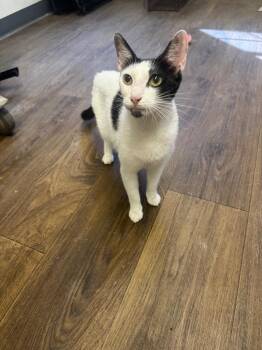 Marella -  Domestic Short Hair Cat for Adoption in Sorrento, Louisiana - Marella | PetCurious