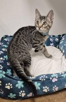 Maynard -  Domestic Short Hair Cat for Adoption in South Bend, Indiana - Maynard | PetCurious