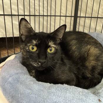 Medusa -  Domestic Short Hair Cat Available for Adoption in Mount Laurel Township, New Jersey - Medusa | PetCurious