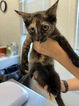 Patty -  Domestic Short Hair Cat for Adoption in Lafayette, Indiana - Patty | PetCurious