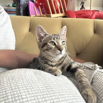Rufus Delancey -  Domestic Short Hair Cat for Adoption in Philadelphia, Pennsylvania - Rufus Delancey | PetCurious