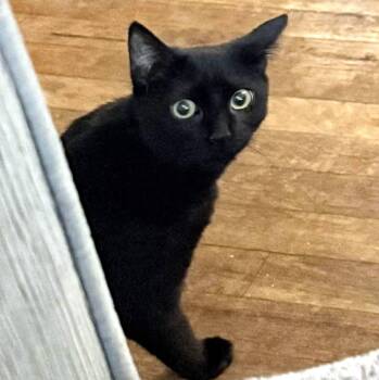 Rescue Domestic Short Hair Cats for Adoption - Chadwick | PetCurious