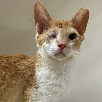 Wink -  Domestic Short Hair Cat Available for Adoption in Knoxville, Tennessee - Wink | PetCurious