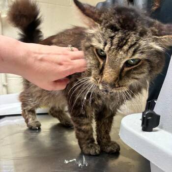 Vernon -  Domestic Short Hair Cat for Adoption in Cincinnati, Ohio - Vernon | PetCurious