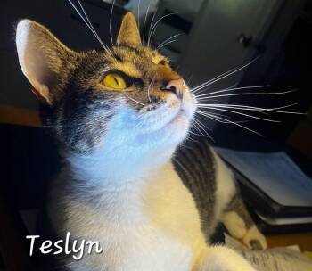 Teslyn -  Domestic Short Hair Cat Available for Adoption in Redondo Beach, California - Teslyn | PetCurious