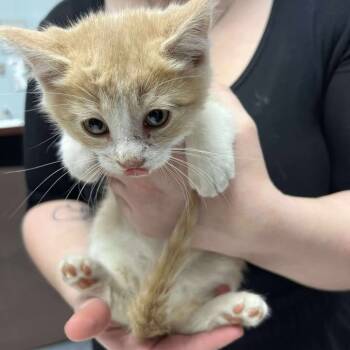 Rescue Domestic Short Hair Cats for Adoption in Buffalo, Wyoming - Patrick | PetCurious