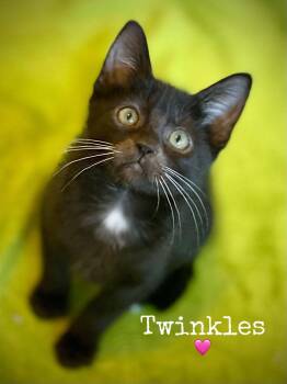 Twinkles -  Domestic Short Hair Cat for Adoption in Dansville, New York - Twinkles | PetCurious