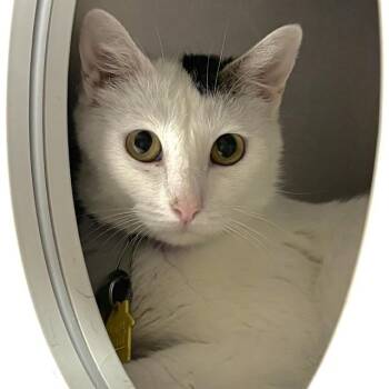 Domestic Short Hair Cats Available for Adoption in St. Louis, Missouri - ROBIN | PetCurious