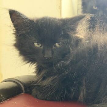 Briar -  Domestic Medium Hair Cat for Adoption in Quakertown, Pennsylvania - Briar | PetCurious