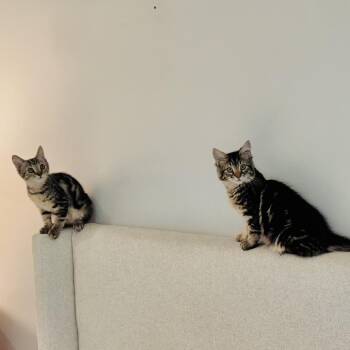 Dale -  Domestic Medium Hair Cat for Adoption in Spokane, Washington - Dale | PetCurious
