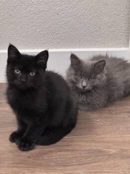 ASH -  Domestic Short Hair Cat for Adoption in Colorado Springs, Colorado - ASH | PetCurious