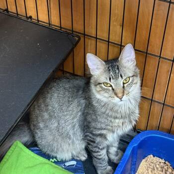 Peanut -  Maine Coon and Domestic Medium Hair Cat Available for Adoption in Kent, Washington - Peanut | PetCurious