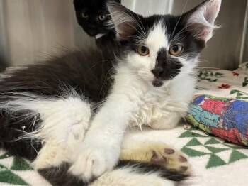 HANNAH BANANA -  Domestic Short Hair Cat for Adoption in Tustin, California - HANNAH BANANA | PetCurious