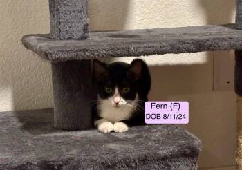 American Shorthair Cats Available for Adoption - Fern | PetCurious