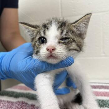 SVAS-Stray-39032 -  Domestic Short Hair Cat for Adoption in Lyndhurst, Virginia - SVAS-Stray-39032 | PetCurious