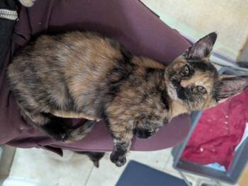 Stella Irene -  Domestic Short Hair Cat for Adoption in North Brunswick Township, New Jersey - Stella Irene | PetCurious
