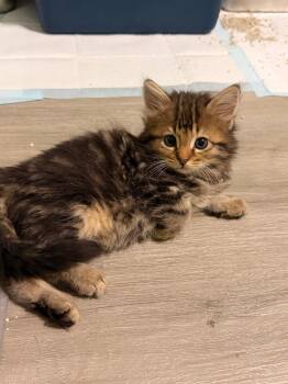*Ellis -  Domestic Medium Hair Cat for Adoption in Newnan, Georgia - *Ellis | PetCurious