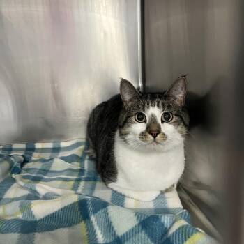 Domestic Short Hair Cats Available for Adoption - Stripes | PetCurious