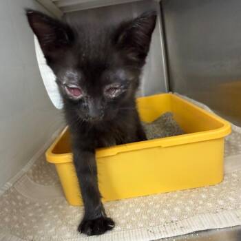 Stevie -  Domestic Short Hair Cat for Adoption in Lake Panasoffkee, Florida - Stevie | PetCurious