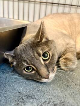 Rescue Domestic Medium Hair Cats for Adoption in Rock Springs, Wyoming - Dain | PetCurious