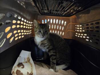 BARN CAT MELON -  Domestic Short Hair Cat for Adoption in Kent, Washington - BARN CAT MELON | PetCurious