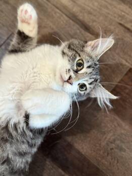 Rescue Domestic Short Hair and Tabby Cats for Adoption in Rochester Hills, Michigan - Jameson “Jamo” Williams | PetCurious