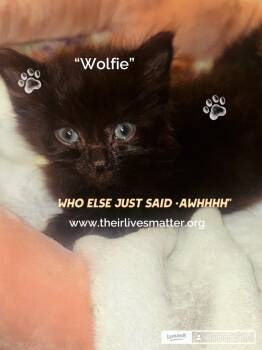 Rescue Domestic Long Hair Cats for Adoption in Palm City, Florida - Wolfie | PetCurious