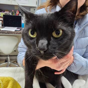 Domestic Short Hair Cats Available for Adoption - Abigail | PetCurious