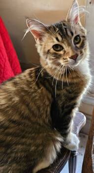 Rescue Domestic Medium Hair Cats for Adoption in Adrian, Michigan - Naan | PetCurious