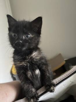 Kiwie -  Domestic Short Hair Cat Available for Adoption in Fremont, Nebraska - Kiwie | PetCurious