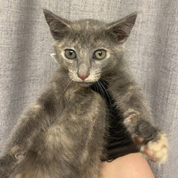 Rescue Domestic Short Hair Cats for Adoption in Hattiesburg, Mississippi - Xena | PetCurious