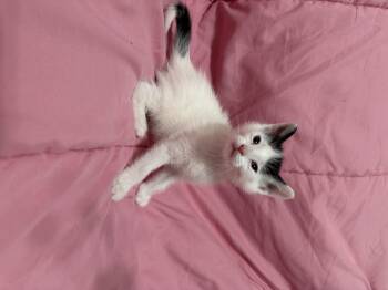 Domestic Short Hair Cats Available for Adoption in Fruit Heights, Utah - Stripe | PetCurious