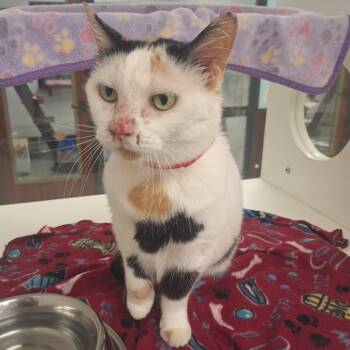 Rosie -  Domestic Short Hair Cat for Adoption in West Palm Beach, Florida - Rosie | PetCurious