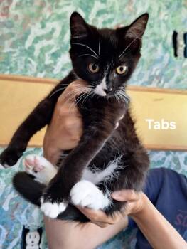Tabs -  Domestic Short Hair Cat for Adoption in Chicopee, Massachusetts - Tabs | PetCurious