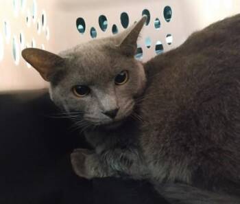 Domestic Short Hair Cats Available for Adoption in Palm Coast, Florida - Genevieve | PetCurious
