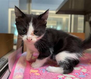 BETTY -  Domestic Short Hair Cat for Adoption in Baytown, Texas - BETTY | PetCurious