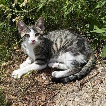 PIPPIN -  Domestic Short Hair Cat for Adoption in Gresham, Wisconsin - PIPPIN | PetCurious