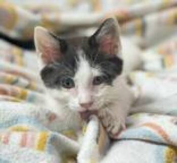 Rescue Domestic Short Hair Cats for Adoption in Portsmouth, Ohio - Easton | PetCurious