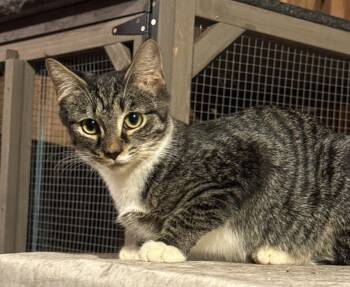 Marnie -  Domestic Short Hair Cat for Adoption in Pittsboro, North Carolina - Marnie | PetCurious