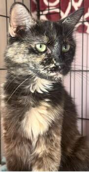 Midnight Viola -  Tortoiseshell and Domestic Medium Hair Cat for Adoption in Chandler, Arizona - Midnight Viola | PetCurious