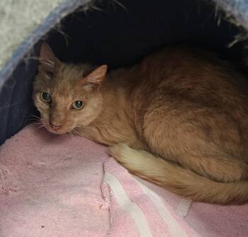 Dover Stray -  Domestic Short Hair Cat for Adoption in Medfield, Massachusetts - Dover Stray | PetCurious