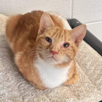 Domestic Short Hair Cats Available for Adoption - Tumeric | PetCurious