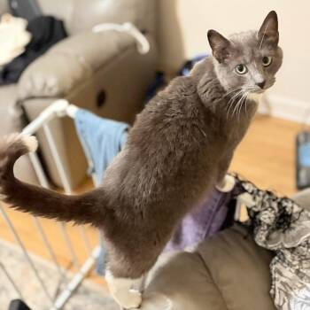 Tuxedo Cats Available for Adoption in Oswego, New York - Wenda | PetCurious