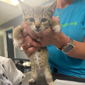 Cleopatra -  Domestic Short Hair Cat for Adoption in Lake Jackson, Texas - Cleopatra | PetCurious