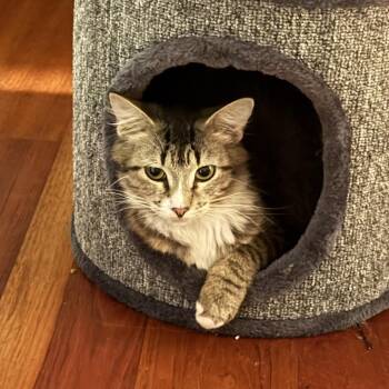 Ethel -  Domestic Medium Hair Cat for Adoption in Spokane, Washington - Ethel | PetCurious